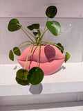 Pink Lips Plant
