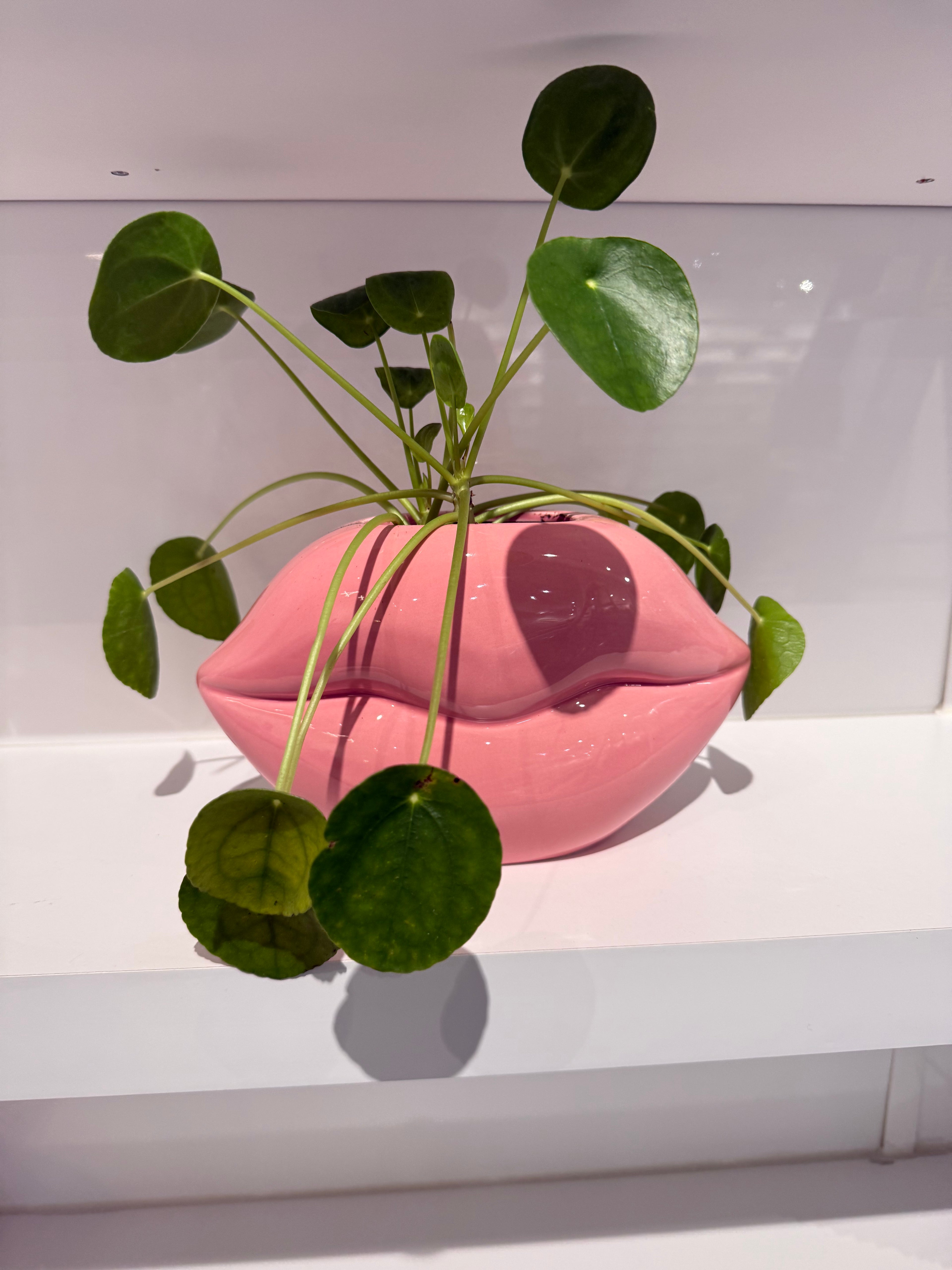 Pink Lips Plant